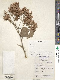 Kydia calycina image