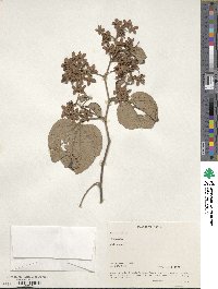 Kydia calycina image