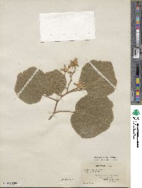 Kydia calycina image