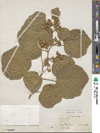 Kydia calycina image