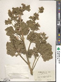 Malva arborea image