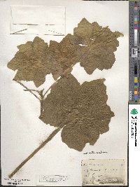 Malva arborea image