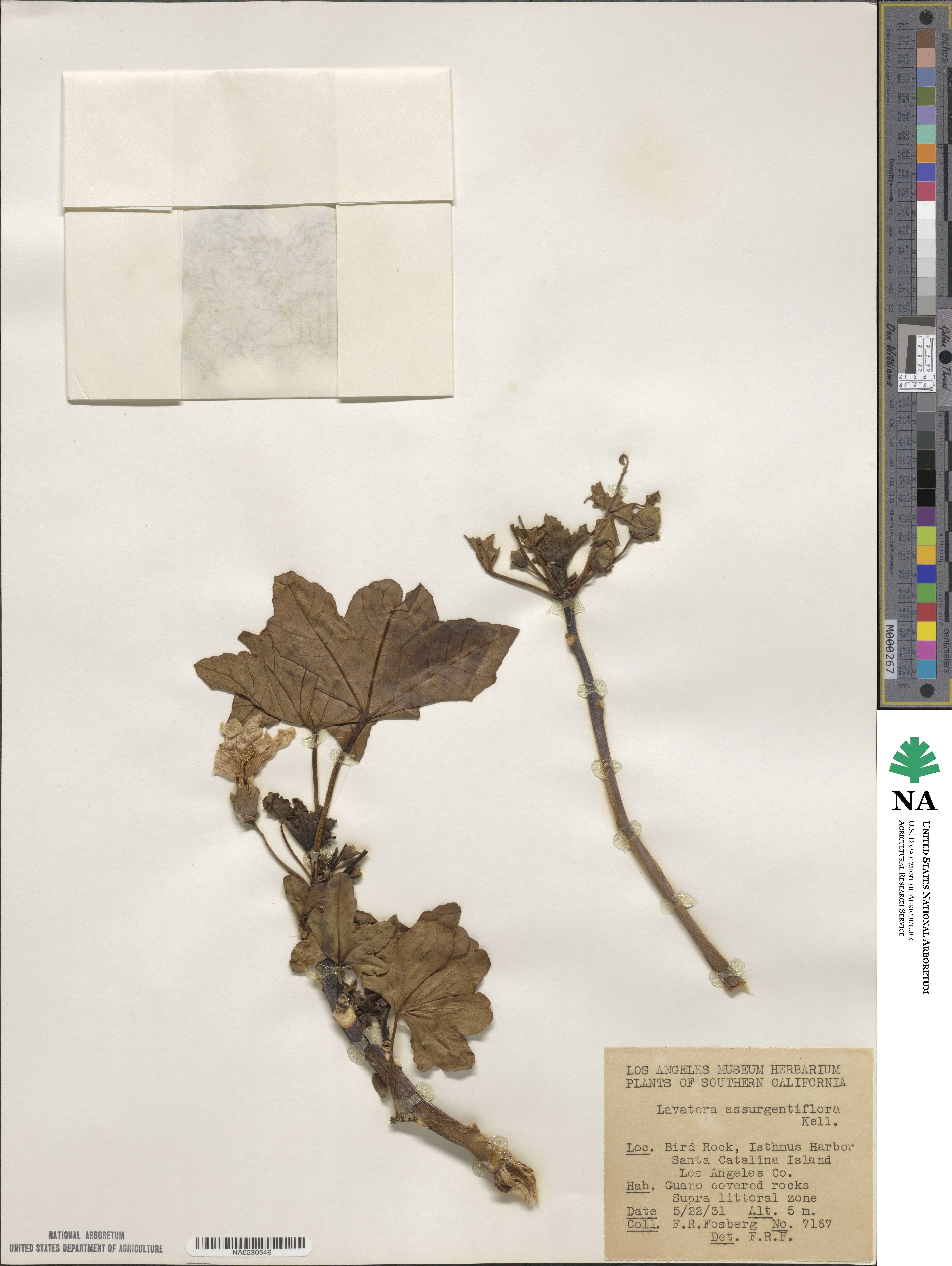 Malva assurgentiflora image