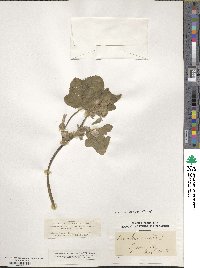 Malva multiflora image