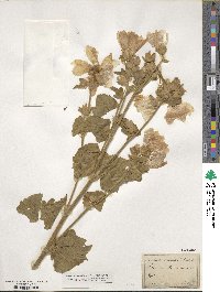 Malva punctata image