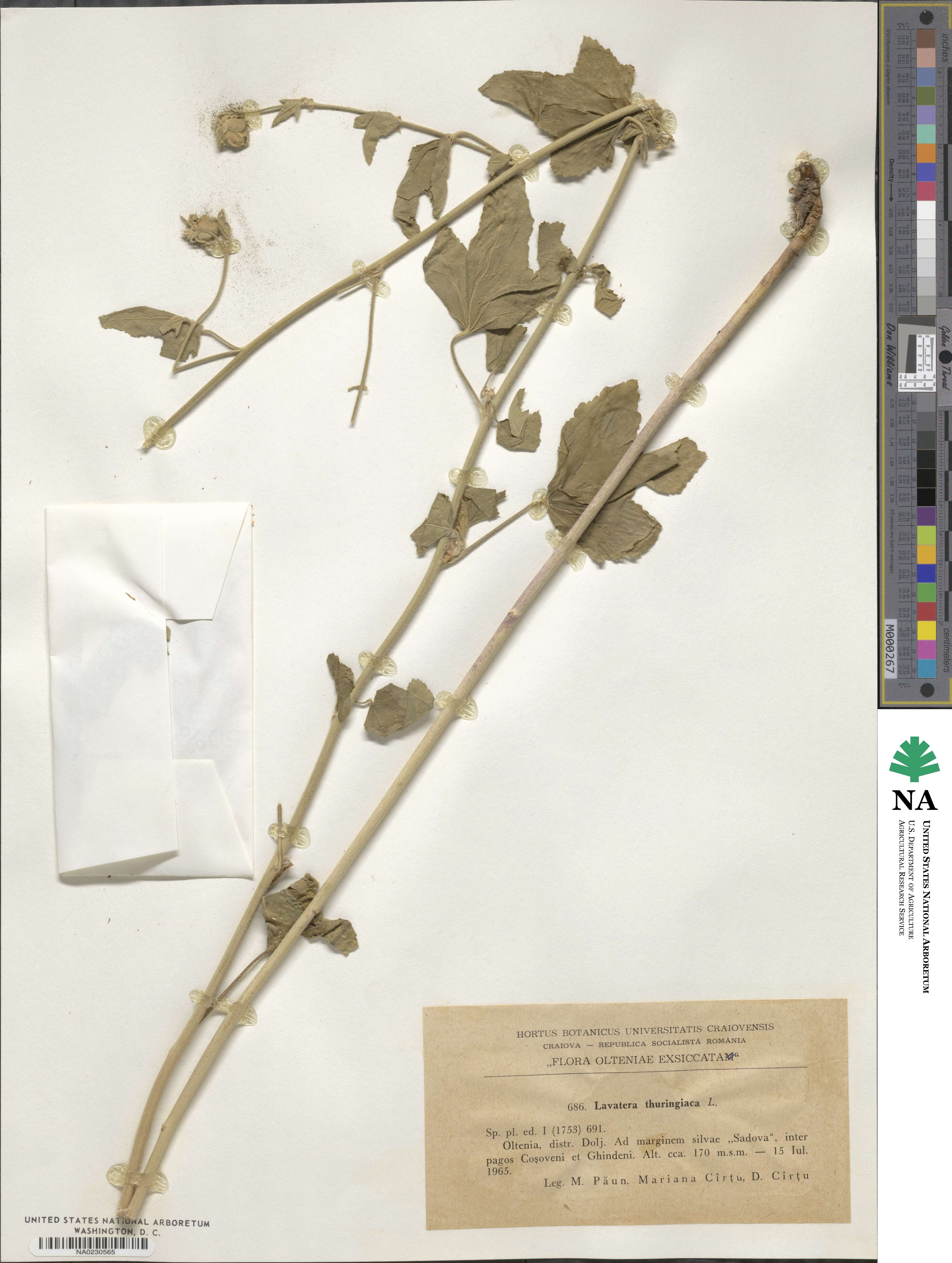 Lavatera thuringiaca image