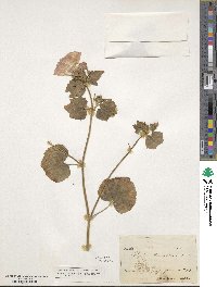 Malva trimestris image