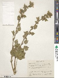 Malva arborea image