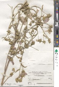 Malva punctata image