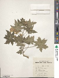 Malva acerifolia image