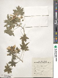 Malva acerifolia image