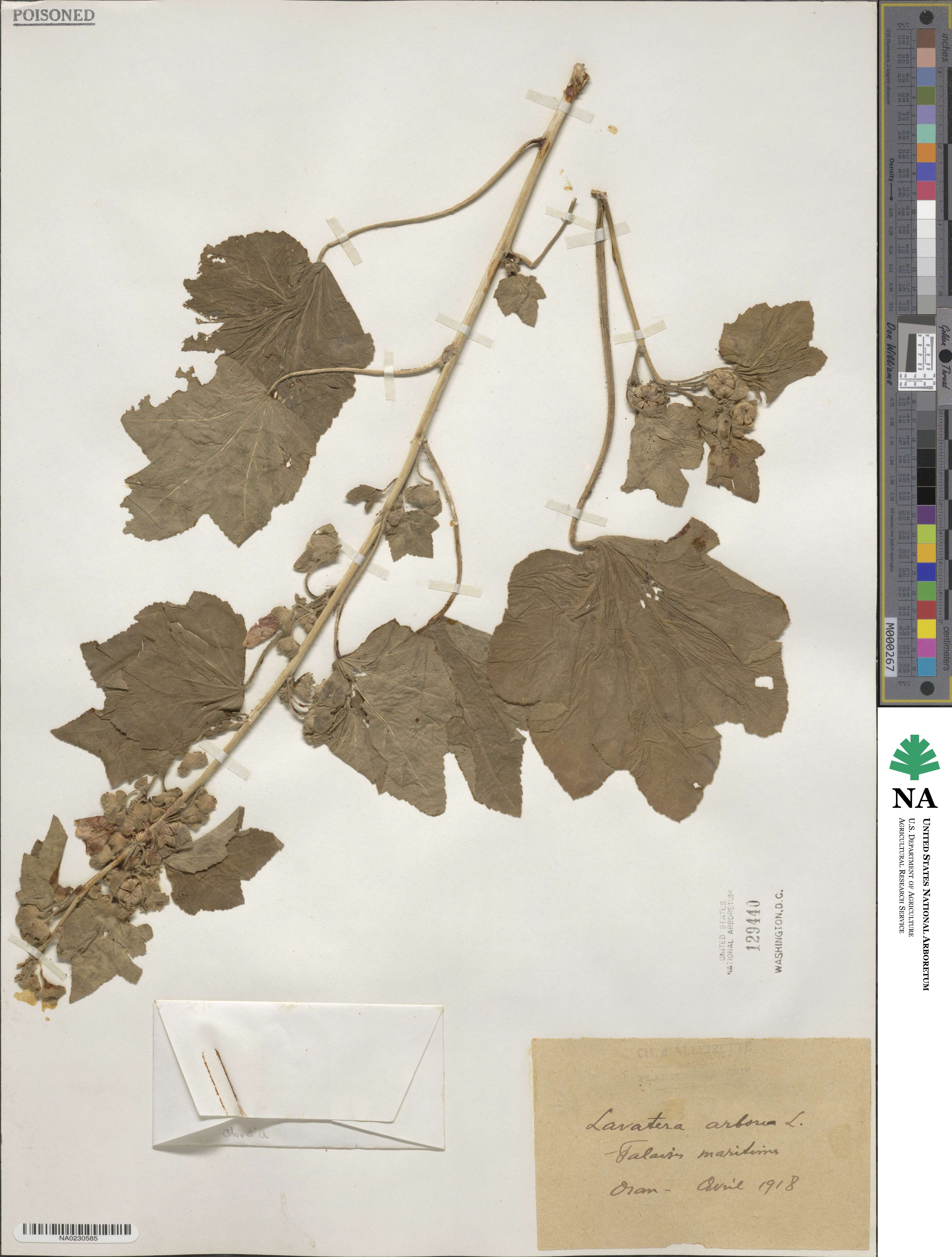 Malva arborea image