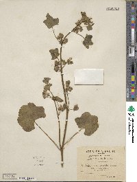 Malva multiflora image