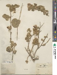 Malva maritima image