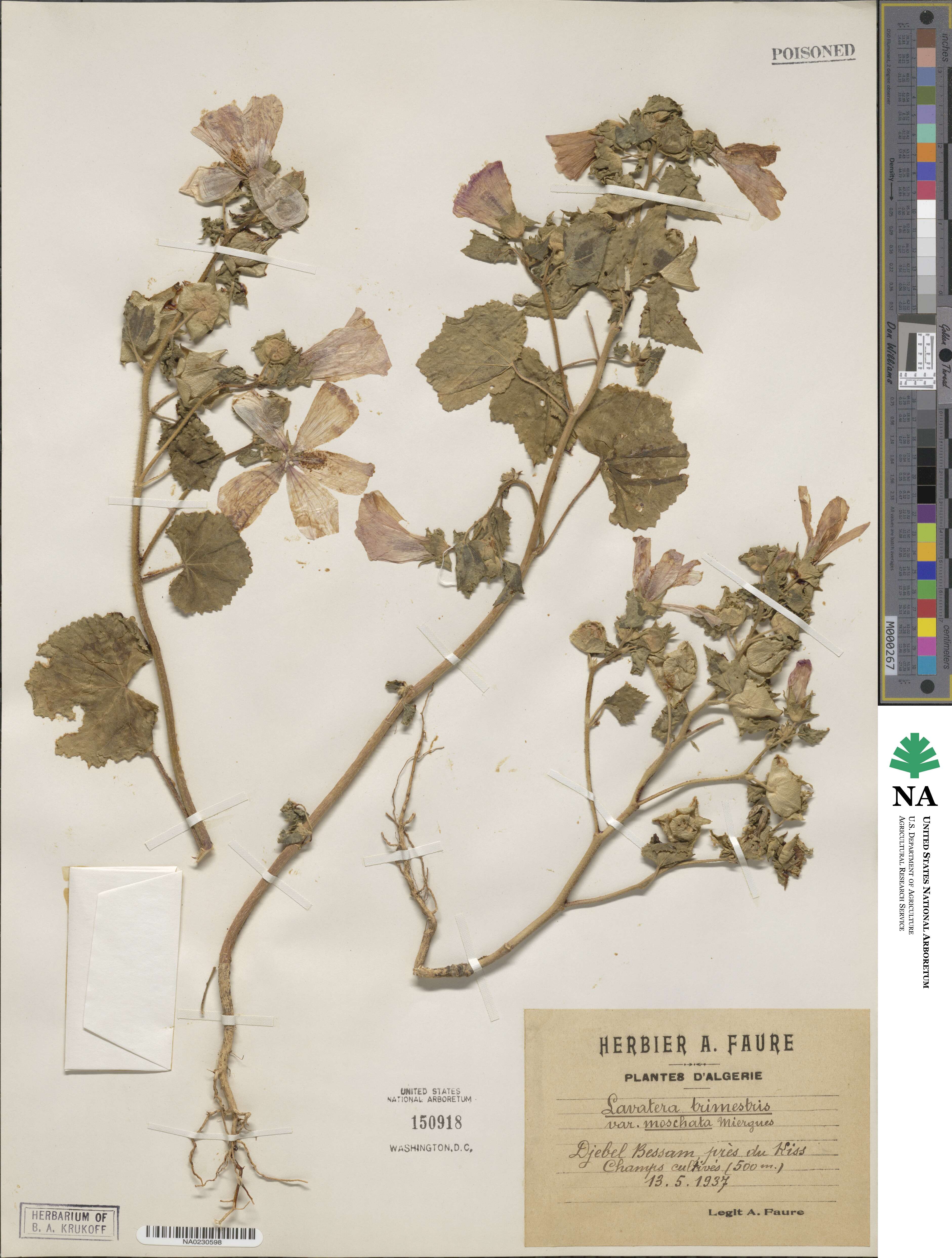 Malva trimestris image