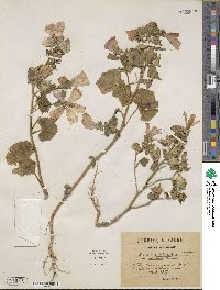 Malva trimestris image