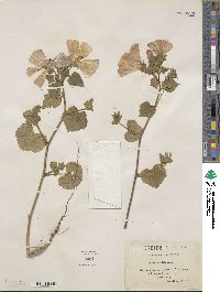 Malva trimestris image