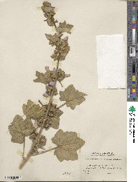 Malva arborea image