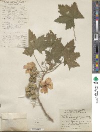 Malva assurgentiflora image