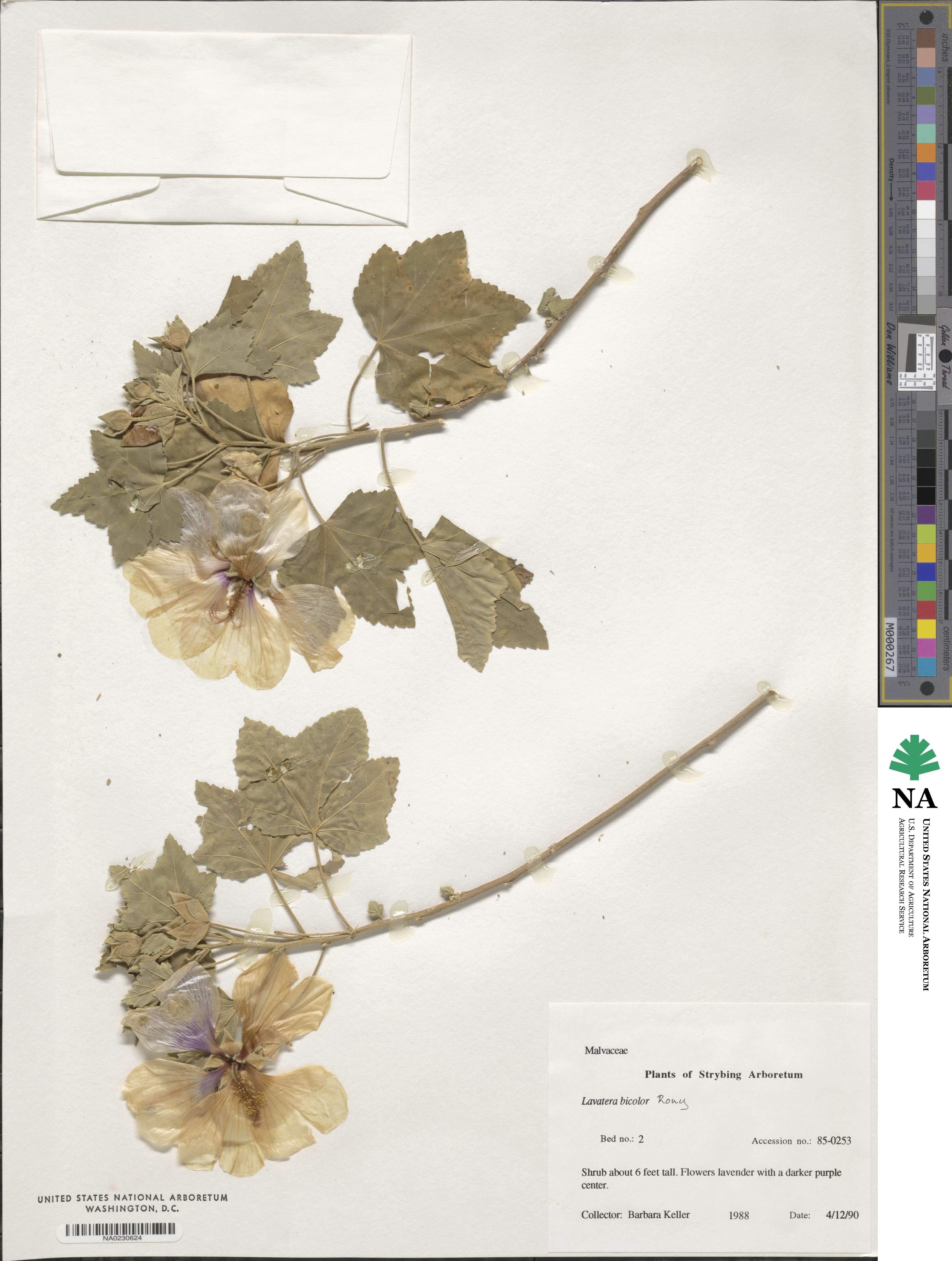 Malva maritima image