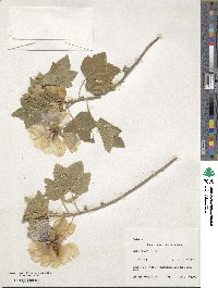 Malva maritima image