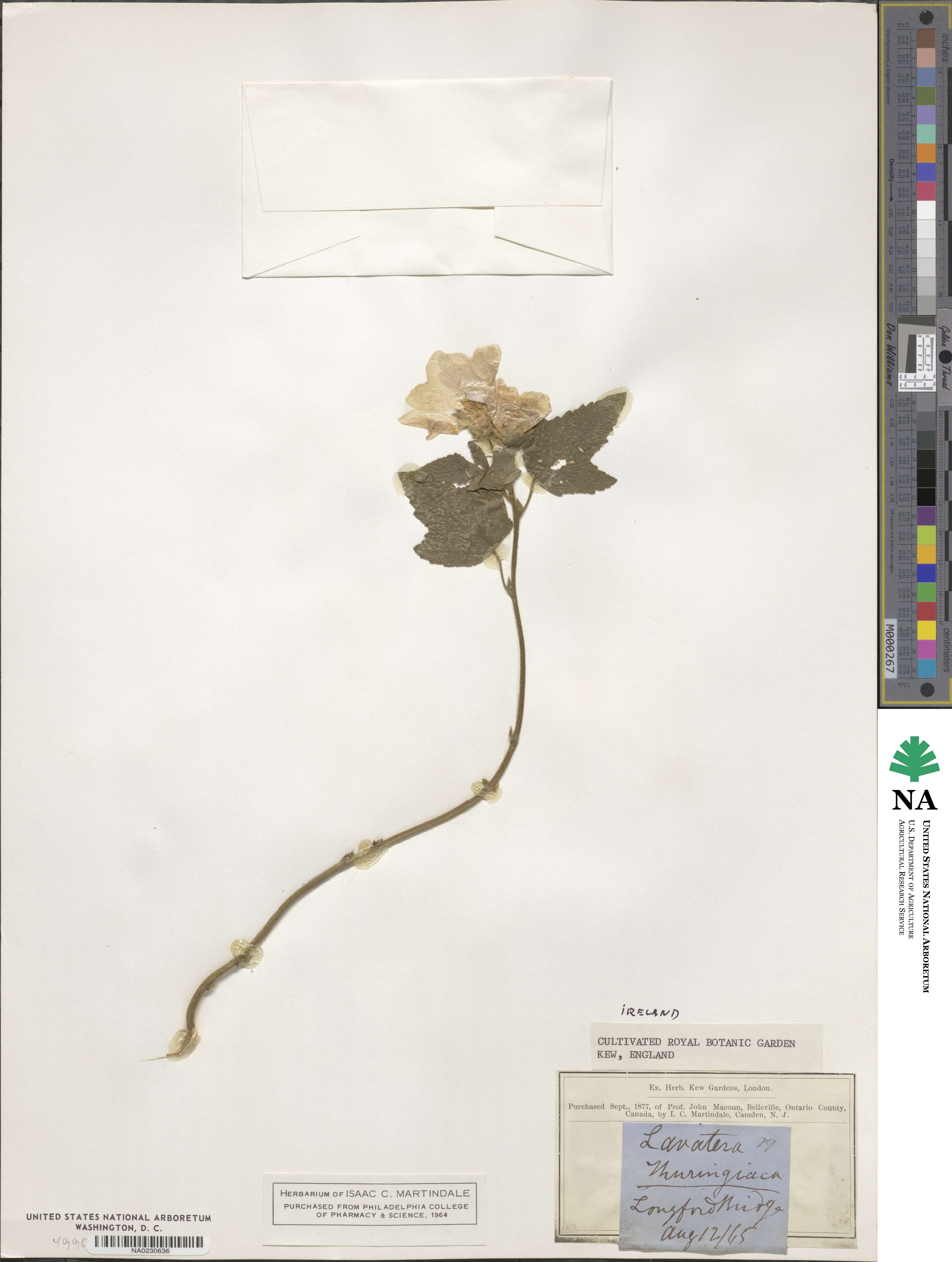 Lavatera thuringiaca image