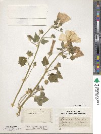 Malva trimestris image