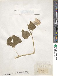 Malva trimestris image