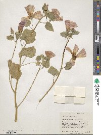 Malva trimestris image