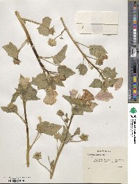 Malva trimestris image