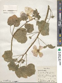 Malva trimestris image