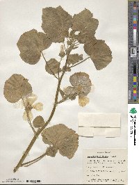 Malva trimestris image