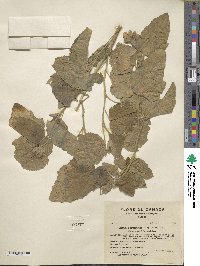 Althaea officinalis image