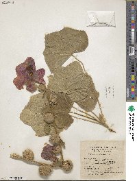 Alcea rosea image