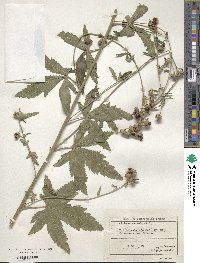 Althaea cannabina image