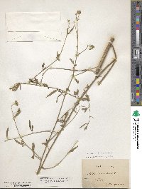 Althaea cannabina image