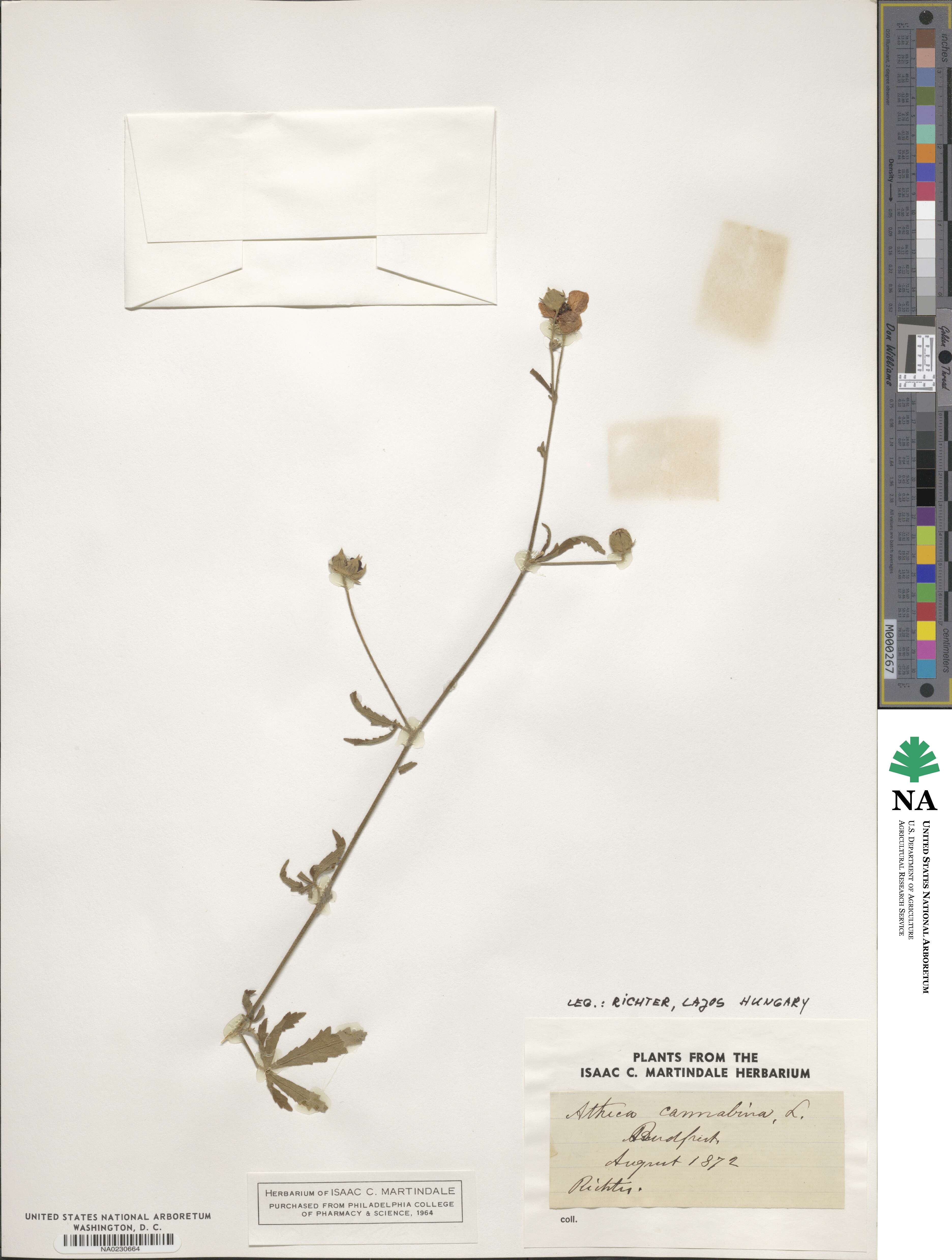 Althaea cannabina image