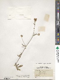 Althaea cannabina image