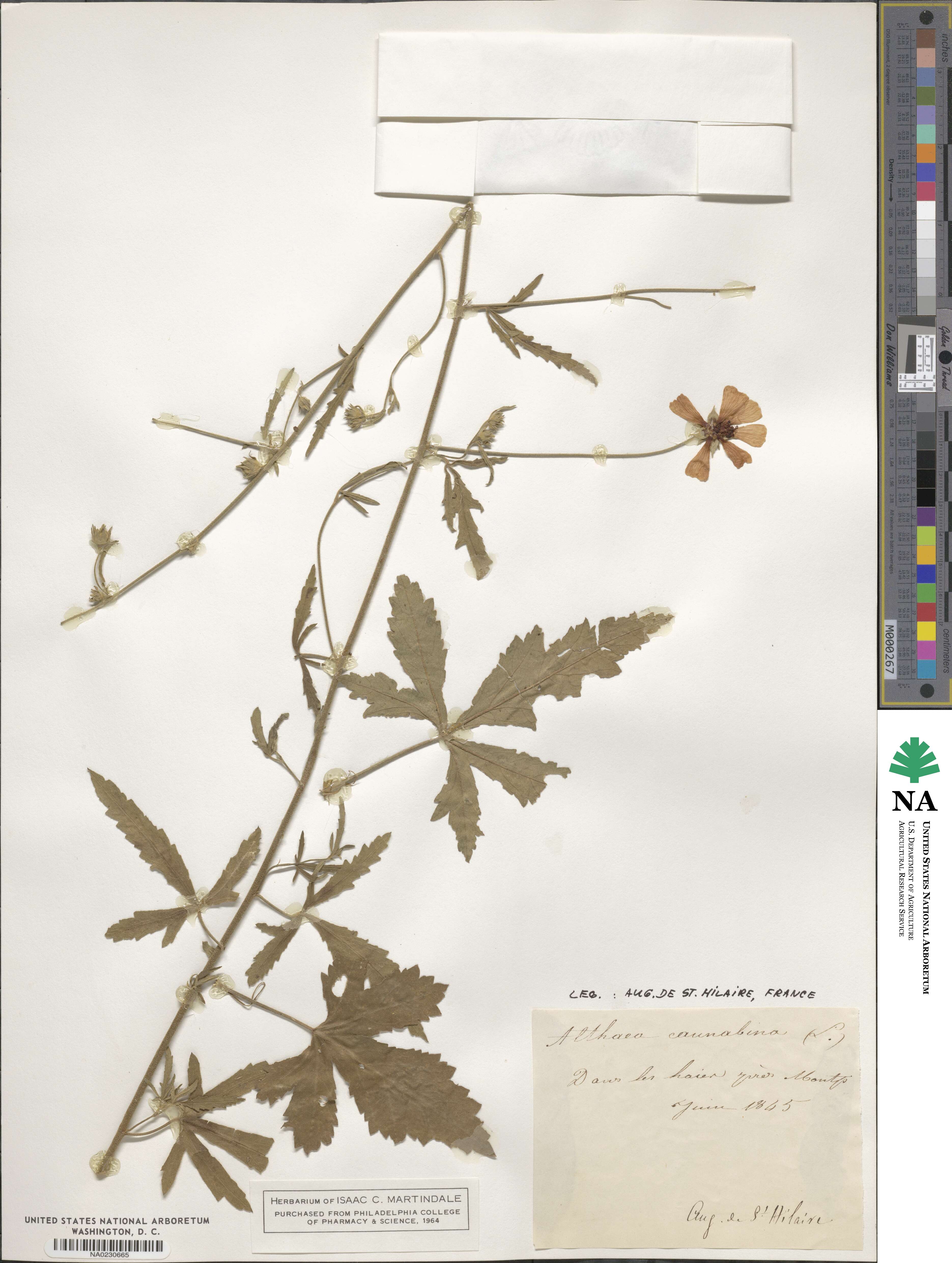 Althaea cannabina image