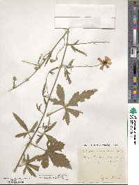 Althaea cannabina image