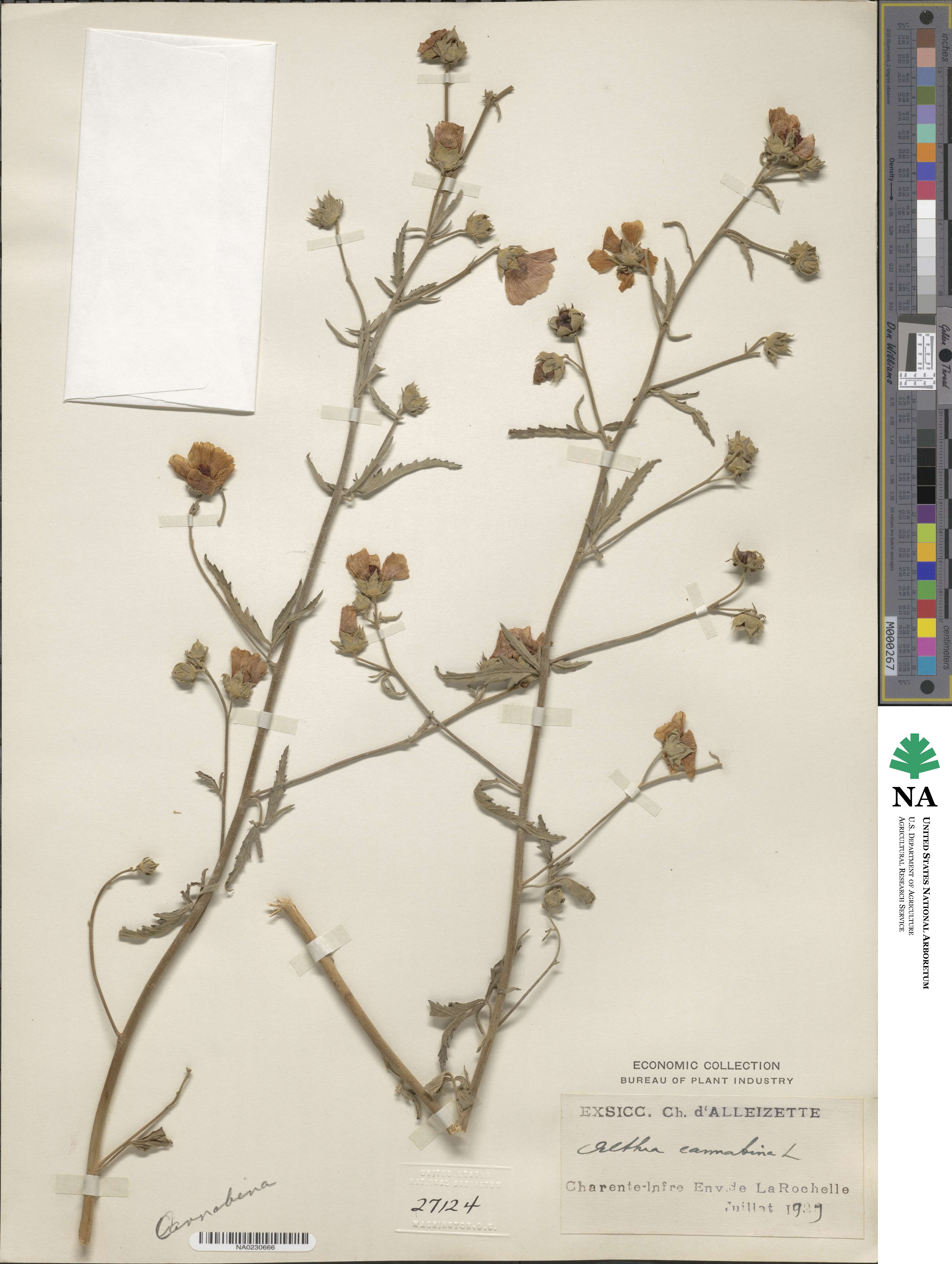 Althaea cannabina image