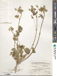 Althaea hirsuta image