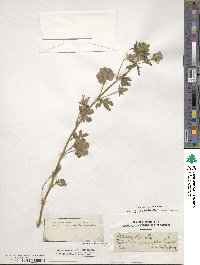 Althaea hirsuta image