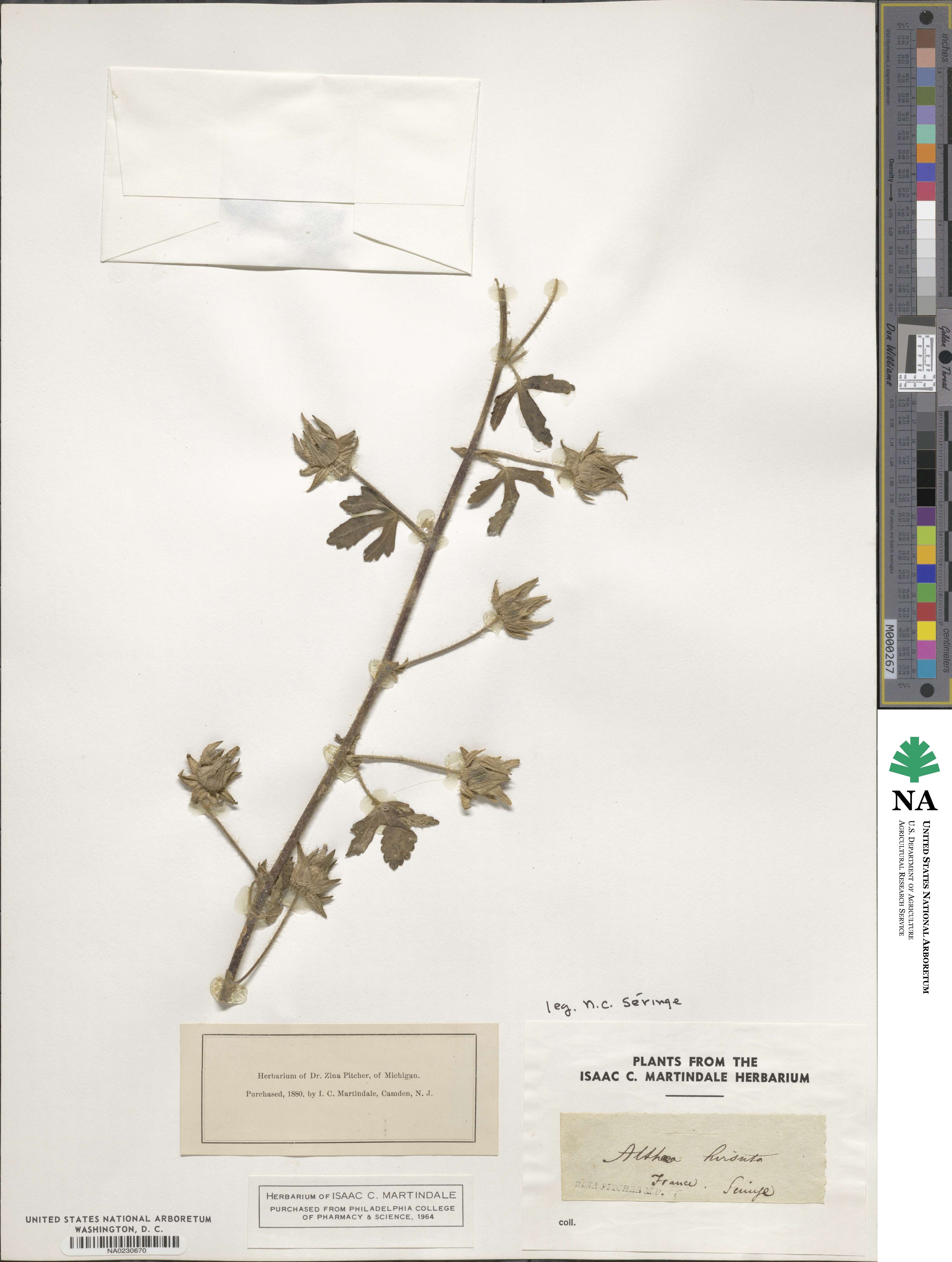 Althaea hirsuta image