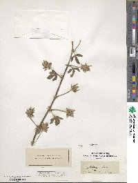 Althaea hirsuta image