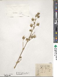 Althaea hirsuta image