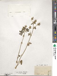 Althaea hirsuta image