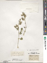 Althaea hirsuta image