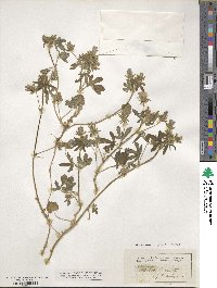 Althaea hirsuta image