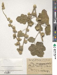 Image of Althaea transcaucasica